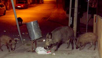 Jabalíes comen basura en un barrio de Barcelona.
