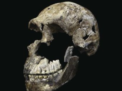 El  Homo naledi , un humano muy primitivo, podría haber sido el primero en enterrar a sus muertos, sugiere un estudio