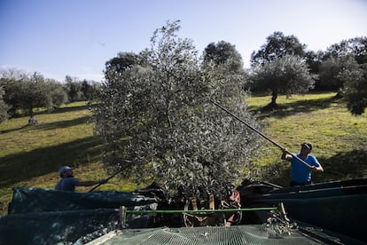 La familia Rubio vive de los olivos, higueras y 100 ovejas. Todas sus fincas se encuentran dentro del perímetro al que afectaría el permiso de investigación solicitado.