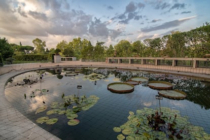 Estanque del Jardín Botánico, en el centro, las hojas de Victoria ‘Longwood Hybrid’.