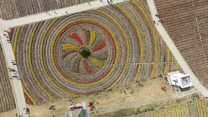 Varios turistas visitan un campo de tulipanes en Zhumadian (China).