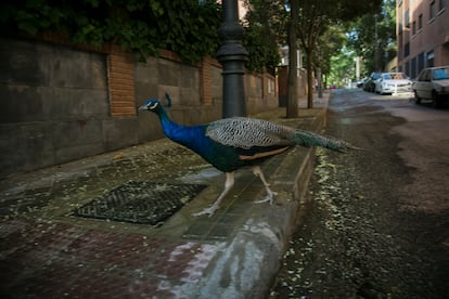 Un pavo real por las calles de la colonia de la Fuente del Berro.