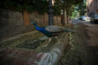 Un pavo real por las calles de la colonia de la Fuente del Berro.