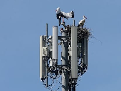 La cig&uuml;e&ntilde;a desaf&iacute;a a su hom&oacute;loga artificial y se instala de nuevo en la torreta.