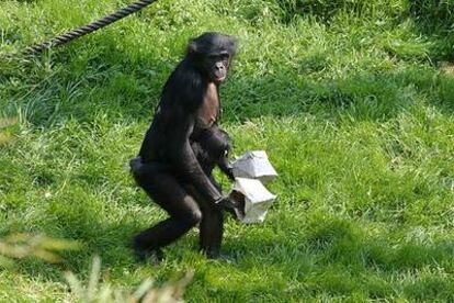 Una bonobo hembra con su cría transporta unos objetos.