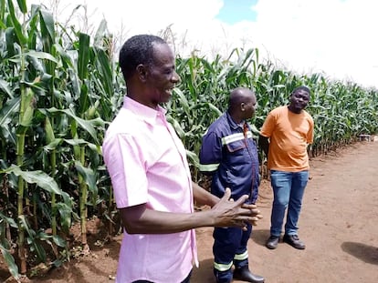 Un agricultor de Lilongüe (Malaui) comentaba las ventajas de usar abono de orina, ante un campo de maíz, a principios de abril.