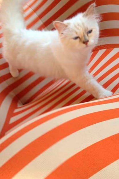 Choupette, el gato de Karl Lagerfeld, es el más consentido según declara en su Twitter, que cuenta con más de 15.000 seguidores.