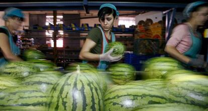 Cadena de envasado de frutas y hortaliza en El Ejido.