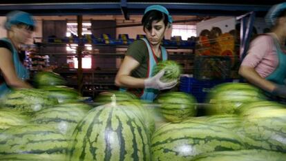 Cadena de envasado de frutas y hortaliza en El Ejido.