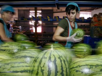 Cadena de envasado de frutas y hortaliza en El Ejido.