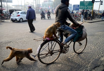 Un entrenador de monos transporta a sus mascotas tras un entrenamiento en la ciudad india de Jalandhar, el 5 de enero de 2018.