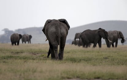 Elephants walk in Amboseli National park, Kenya, February 10,2016. REUTERS/Goran Tomasevic