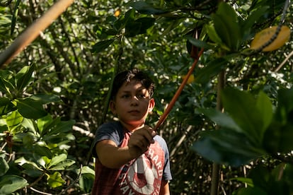 Rubén, hijo de Aura, sostiene una semilla de mangle lista para ser sembrada. La restauración también pasa de generación en generación.