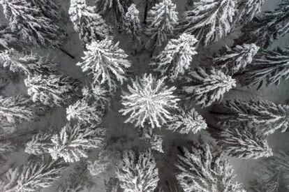 Vista aérea de árboles nevados, en Meinerzhagen (Alemania).
