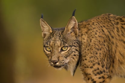 Retrato de un lince ibrico en Castilla-La Mancha. 