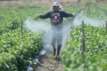 Un hombre fumiga una plantación en Michoacán.