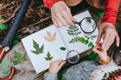Hacer un herbario con los niños hará que se fijen en las formas de las plantas.