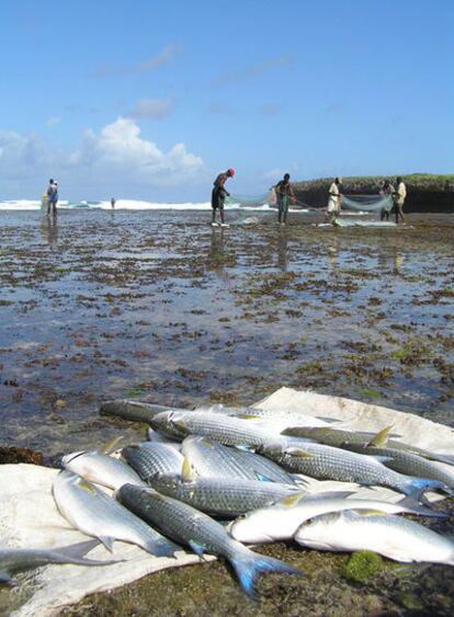 La colaboración entre científicos, gestores y comunidades locales para la pesca ha dado resultados positivos en la recuperación de poblaciones de peces.