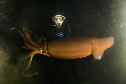 El calamar de Humboldt (Dosidicus gigas) es famoso por su tamaño y ferocidad.