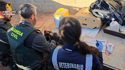La Guardia Civil requisa más de cien gallos de pelea, un perro y un guacamayo azul con síntomas de maltrato en Bétera, Valencia