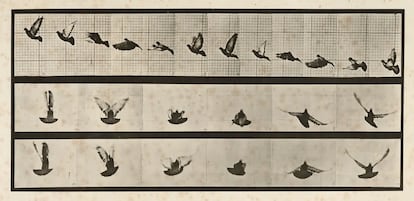 Imagen secuenciada del vuelo de un ave para el libro 'Animal Locomotion' (1887), de Eadweard Muybridge, en la exposición que le dedica el MUN
