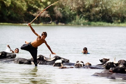 Uma criança nada pelo rio Eufrates nas costas de um búfalo, no povoado de Um Khashm (Iraque). 18 de agosto.