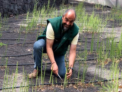 PACO FABELO RECOGIENDO ESPÁRRAGOS VERDES / CAPEL