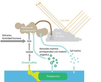 Los organismos marinos minúsculos contribuyen a las nubes directamente, al ser elevados por la evaporación y la brisa, e indirectamente, al producir gases sulfurosos.