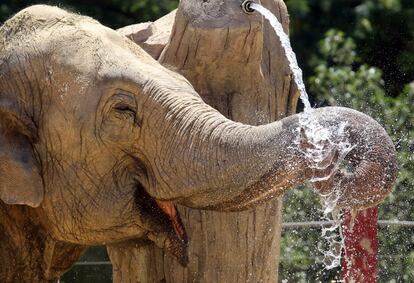 Durante una de ola de calor los animales del zoológico deben recibir una cantidad de agua suplementaria cada día. Un elefante africano bebe agua durante uno de los días de más calor registrados en España.