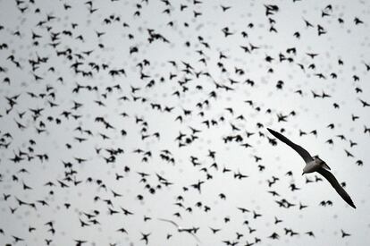 Estorninos volando sobre el cielo de Roma en su migración desde el norte de Europa.