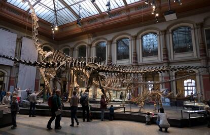 Esqueletos de dinosaurio en el Museo de Ciencias Naturales de Berlín.
 