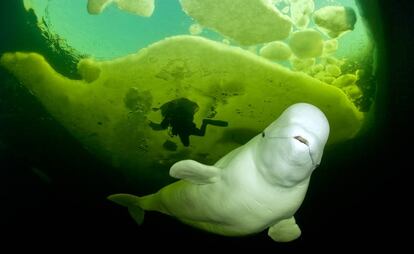 Buceo bajo el hielo entre ballenas beluga en aguas de Karelia (Rusia).