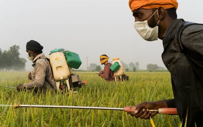 Agricultores rocían con pesticida los campos en Mari Mustafa (India).