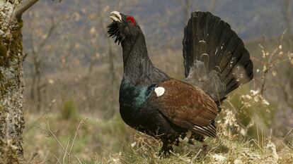 Un urogallo cantábrico, en una imagen de archivo.