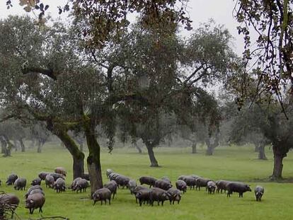 Cerdos en las dehesas salmantinas de Guijuelo.