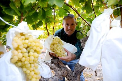 El agricultor José Antonio Martínez en su campo de viñas en Novelda (Alicante).