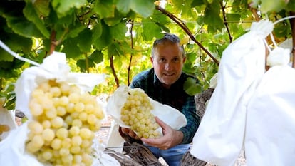 El agricultor José Antonio Martínez en su campo de viñas en Novelda (Alicante).