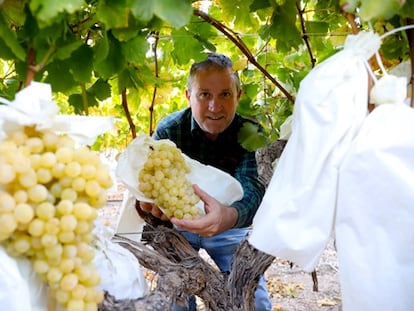 El agricultor José Antonio Martínez en su campo de viñas en Novelda (Alicante).