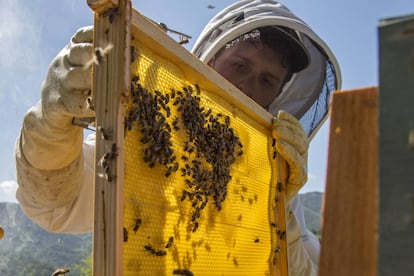 Un apicultor realiza tareas de mantenimiento en una colmena en Girona el verano pasado.