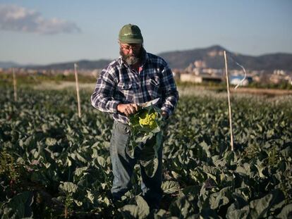 Un agricultor le quita hojas a una coliflor en una explotación agrícola de Sant Boi (Barcelona)