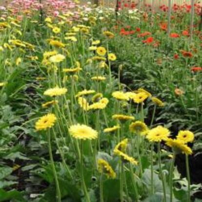 El Centro Gastronómico acogerá cuatro mercados destinados a flores y plantas, vinos y licores, aceites y quesos y derivados lácteos