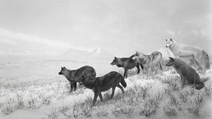 'Lobos de Alaska', 1994, de la serie 'Dioramas'.