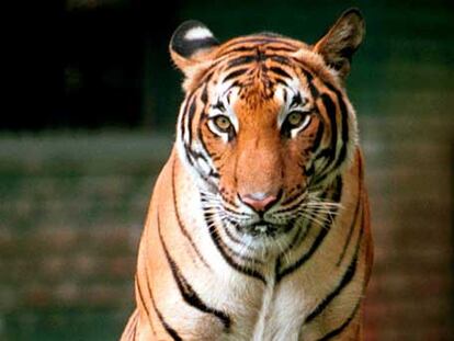 Un tigre indochino en el zoo de Kuala Lumpur (Malaisia).