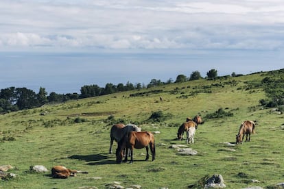 Un grupo de caballos pasta en el monte Jaizkibel, en Gipuzkoa.