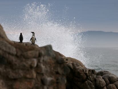 Una pareja de pingüinos en Islote Pájaros Niños, en Valparaíso, el 6 de junio, 2024.