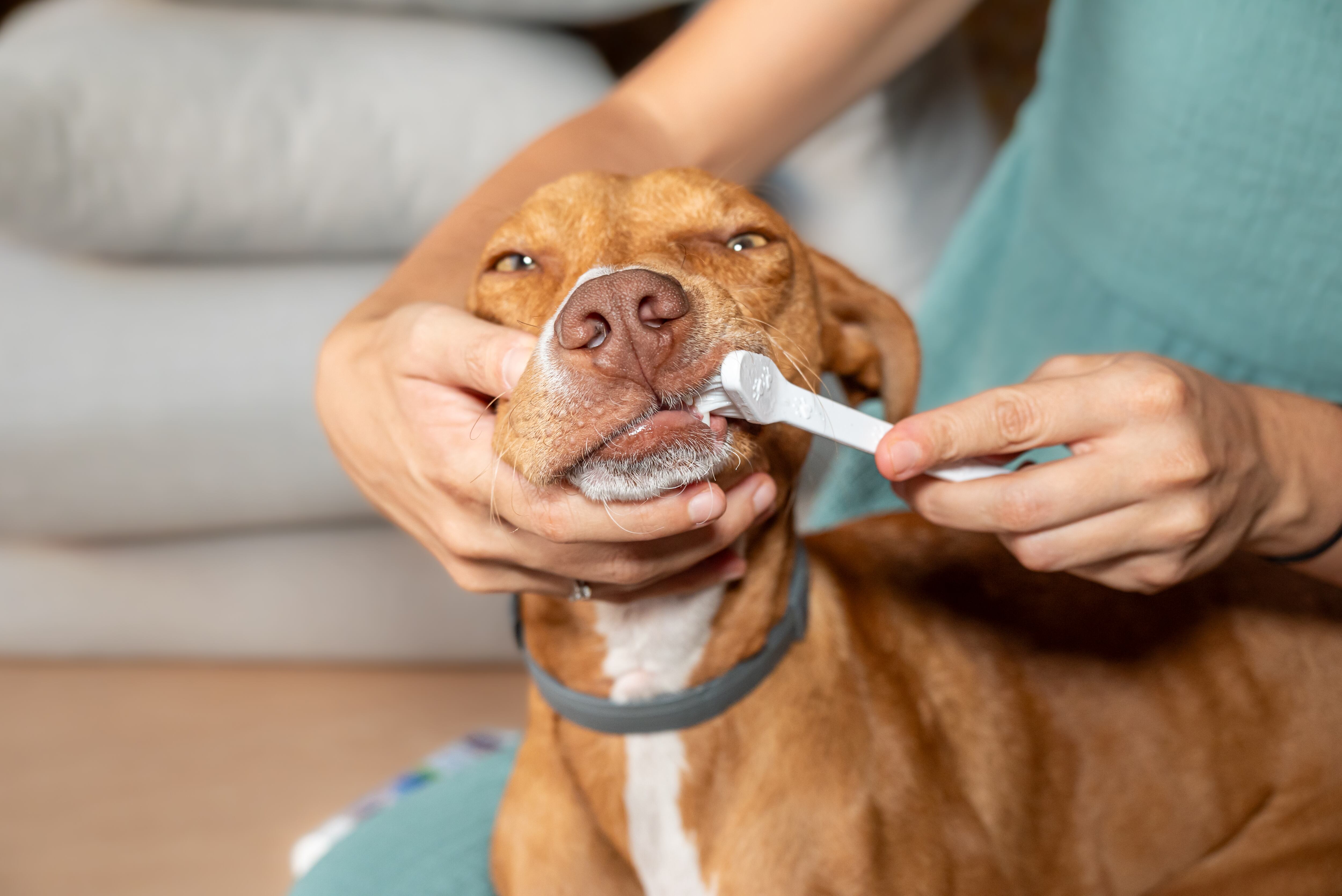¿Cómo garantizar la salud bucodental de perros y gatos? Consejos para prevenir infecciones, inflamación y dolor