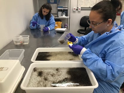 Dos especialistas trabajan con huevas de mosquito modificado en el laboratorio de Niterói (Brasil).