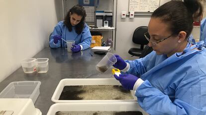 Dos especialistas trabajan con huevas de mosquito modificado en el laboratorio de Niterói (Brasil).