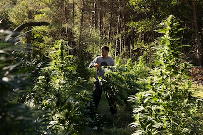 dvd 1180 Seu d'Urgell, 27/09/2023
Plantación de marihuana en la zona de Sisquer, cerca de La Seu d'Urgell.
Foto: Gianluca Battista