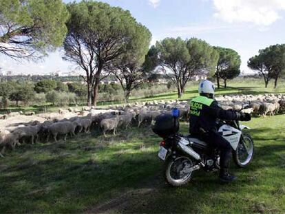 Un policía municipal controla el traslado de las ovejas hasta el corral cedido en la Casa de Campo.